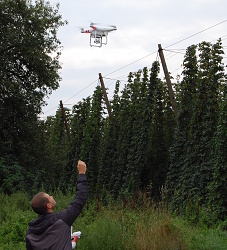 DRONE INSPECTING THE HOP GARDENS