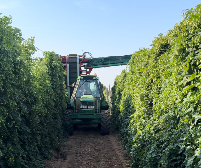 We havested our low trellis hop gardens