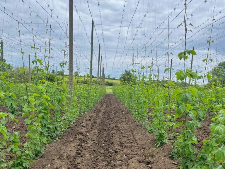 Current hop acreage in Czech Republic for season 2025
