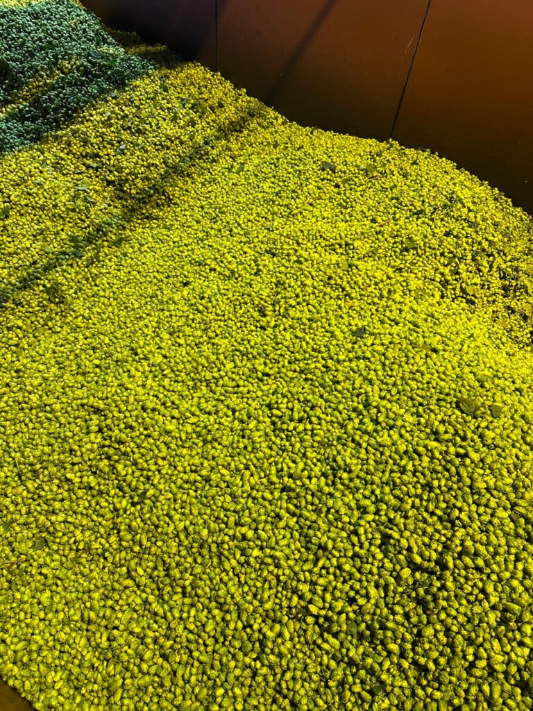 Hop harvest 2025 has begun!