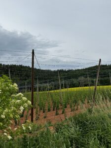 Aktuální plochy chmelnic v ČR pro sezonu 2026