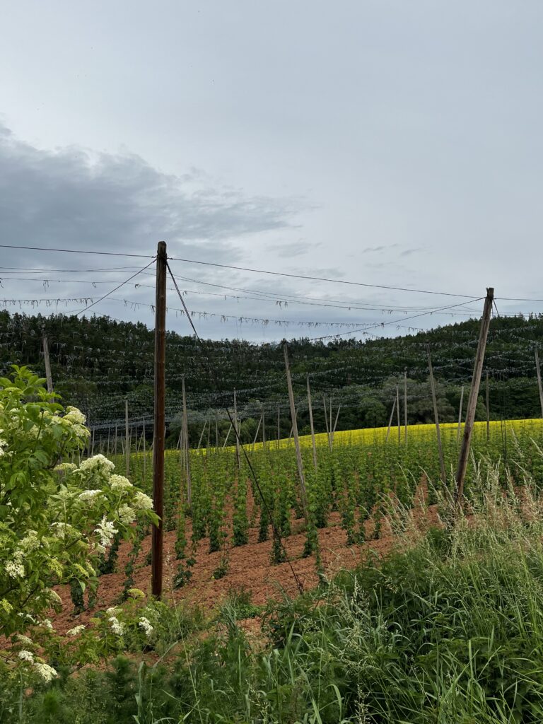 Current hop acreage in Czech Republic for season 2026